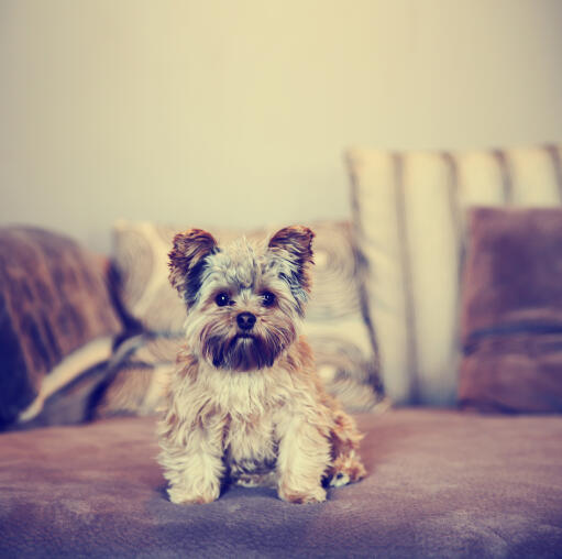 En dejlig, lille yorkshire terrier, der sidder pænt på sofaen