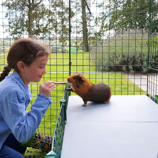 Pige, der fodrer marsvin med Godbidder inde i Omlet Zippi marsvinebur med Zippi platforme