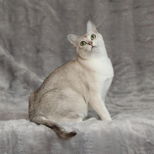 En smuk asiatisk burmilla kat med en sølvfarvet pels