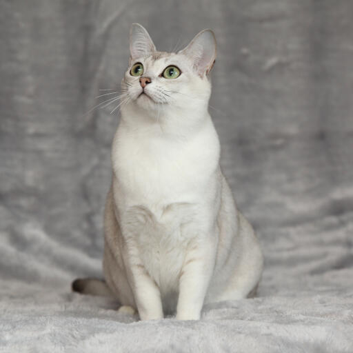En dejlig asiatisk burmilla kat med hvidt bryst og grønne øjne