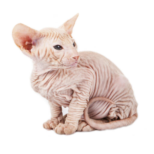 En hårløs peterbald-kat med rynket hud