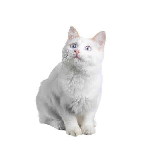 En hvid ogGora killing med smukke blå øjne