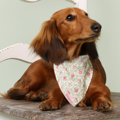 Hund sad på en stol i et blomstret printet cath kidston bandana