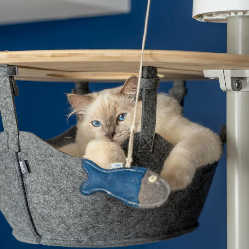Sød hvid fluffy kat leger med fiskelegetøj i hængekøjen i et Omlet kattetræ fra gulv til loft