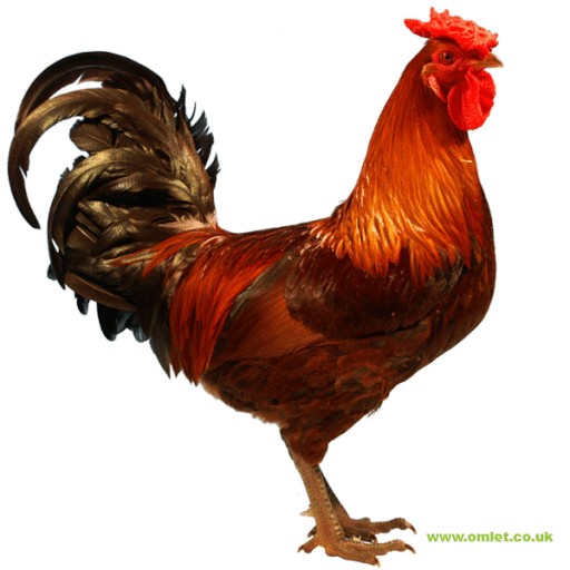 Derbyshire redcap hane