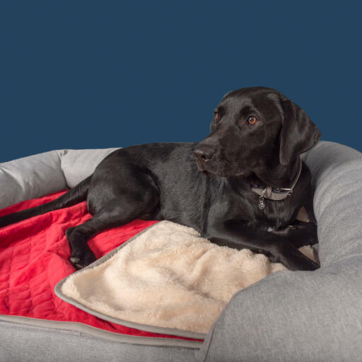En sort labrador på en grå memoryskum seng med støttekant og et luksuriøst, blødt juletæppe