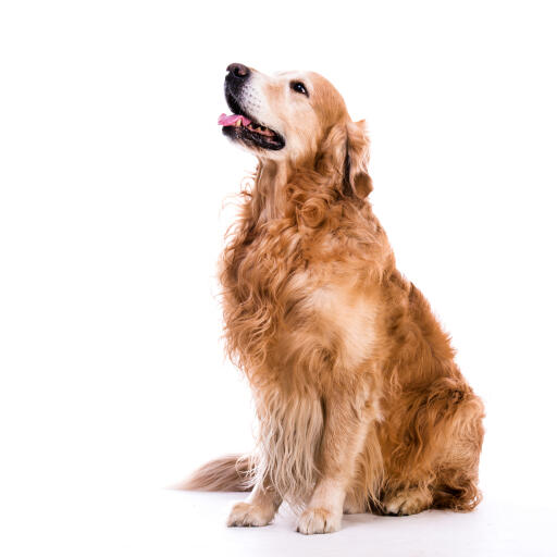 meditativ Udvikle Skygge Golden Retriever hund | Dog Breeds