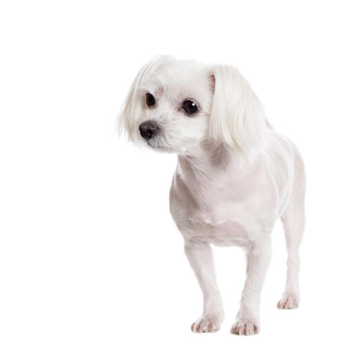 En dejlig, lille malteser, der viser sin korte hvide pels og sine fløjlsører frem