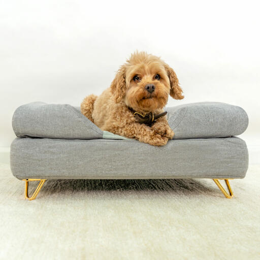 Hund sidder på Omlet Topology hundeseng med grå pude og Gold metal hårnåle fødder
