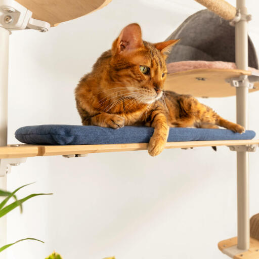 Kat ligger på en blå vævet pude på Freestyle gulv til loft kattetræ
