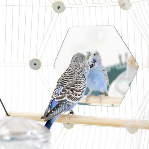 En guldfugl kigger på et spejl, mens den sidder på en stang inde i fugleburet Geo 