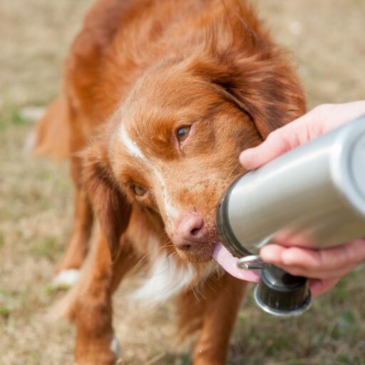 Hund slikke vand fra lange poter hund vandflaske