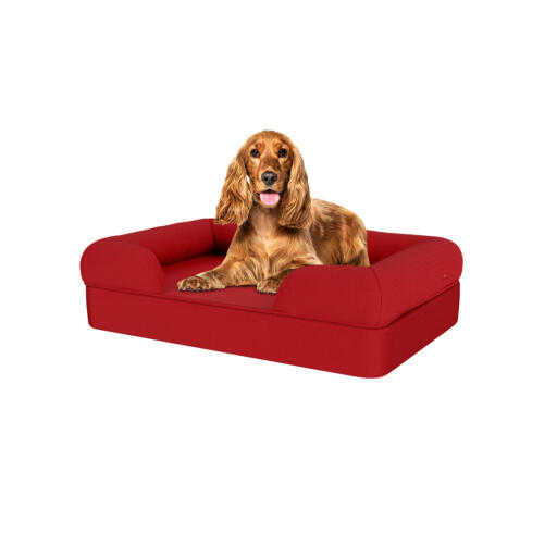 Hund sidder på medium merlot rød memory foam bolster hund seng