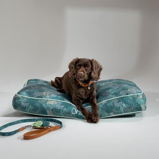 En hund ligger på naturstien pude hundeseng med tilbehør