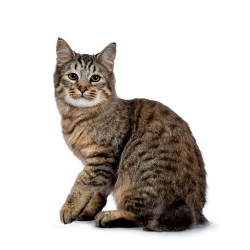 Vaccinere Gensidig Fodgænger Pixie-bob kat | Cat Breeds