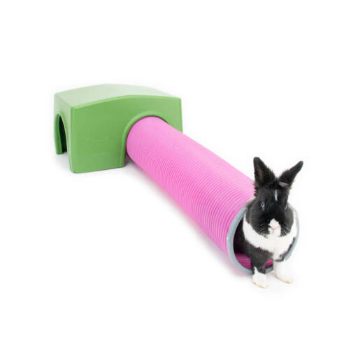 Kanin leger i den grønne Zippi shelter og legetunnel