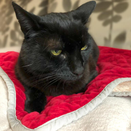 En sort kat, der ligger på et rødt kattetæppe.