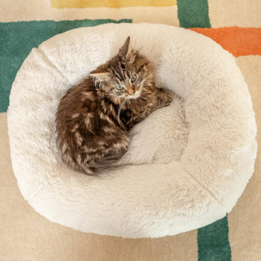 Killingen Georgie på lige over 1kg elsker Maya sengens bløde donut-pude.