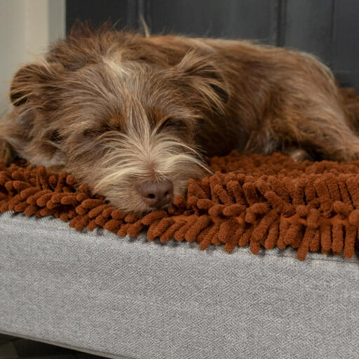 Hund, der sover på Omlet Topology hundeseng med mikrofiber topmadras
