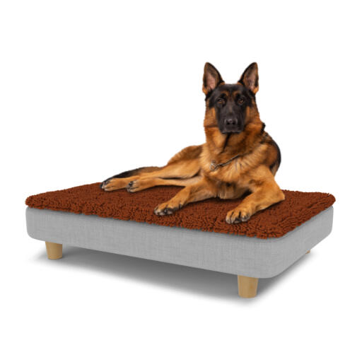 Hund sidder på en stor Topology hundeseng med mikrofiber top og runde træfødder