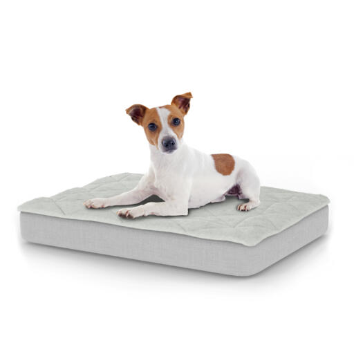 Hund sidder på en lille Topology hundeseng med quiltet top