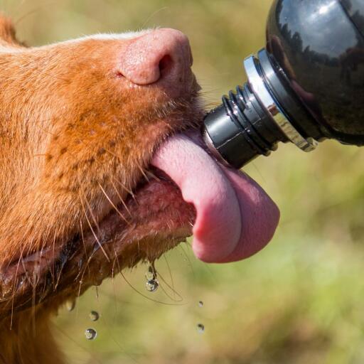 Nærbillede af hund, der slikker vand fra en vandflaske til hunde