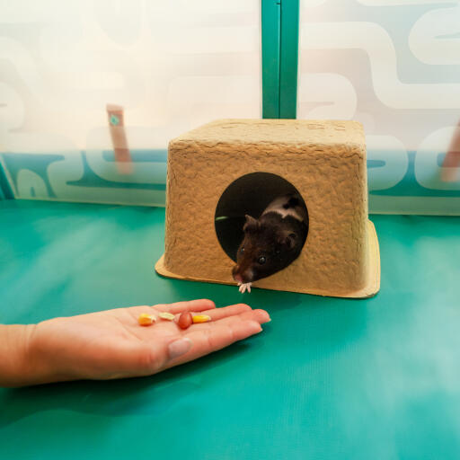 En barnehånd, der fodrer en hamster, som er inde i det komposterbare hamsterskjul
