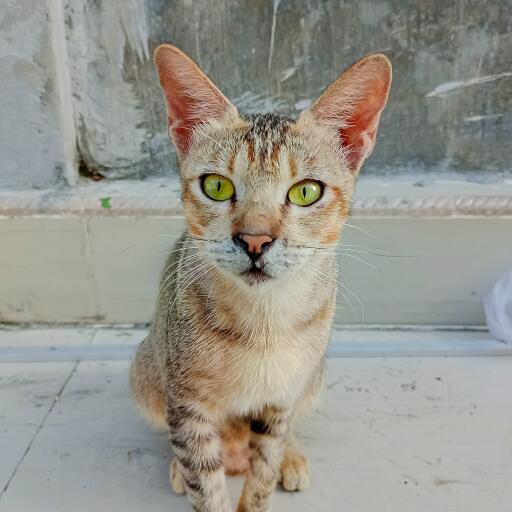 Arabisk mau kat med lyse gule øjne