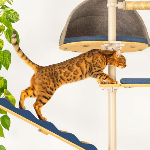 En kat, der klatrer mellem platformen på et kattetræ.