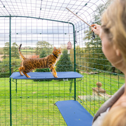 Kat klatrer på blå udendørs kattehylde i catio udendørs løbegård med synlige drænhuller