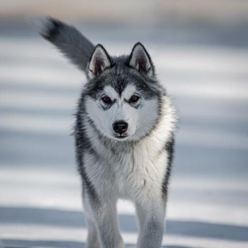 Canadisk eskimo-hund traver gennem den Snow