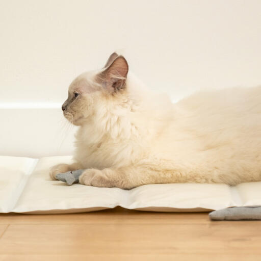 Kat leger med sardinelegetøj med kattegræs, der ligger i den kølemåtte af høj kvalitet Omlet 