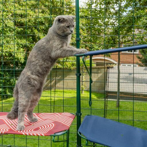 Kat klatrer fra rød udendørs kattehylde op på blå udendørs kattehylde i Omlet catio