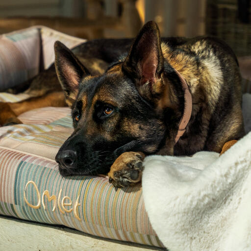 Schæferhund slapper af på en Omlet hunde-rede i Pawsteps Natural