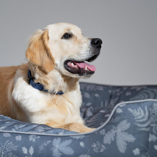 Nærbillede af en Golden retriever i en Omlet hunde-rede i Forest Fall Grey-mønster