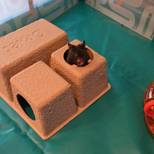 Hamsterskjulere er et fantastisk tilbehør til dit hamsterbur eller din løbegård
