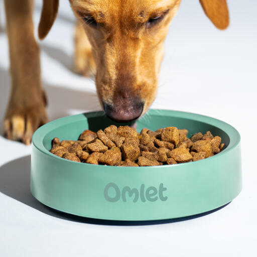 Retriever spiser mad fra en Omlet hundeskål i salvie
