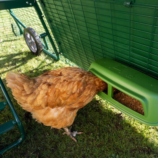 Kylling spiser inde i løbegården dæksel til Eglu Go op hønsehus