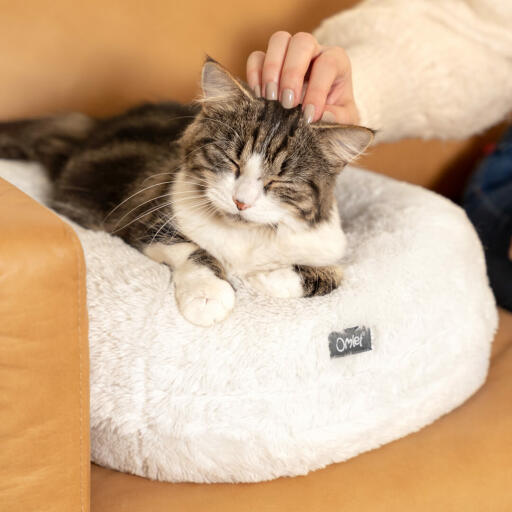 Kat sover på behagelig, rund, snehvid donut katteseng.