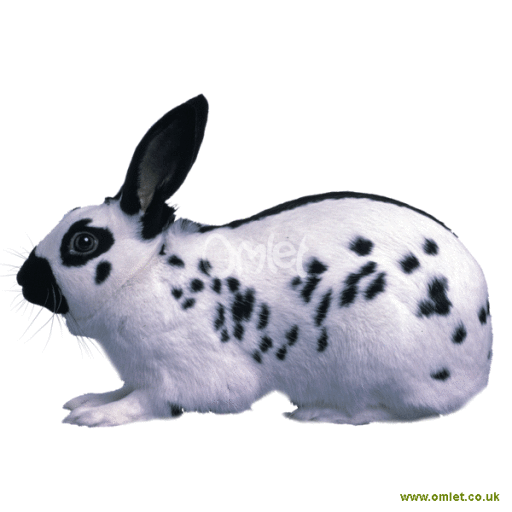 Engelsk kanin English For Sale Rabbit Breeds