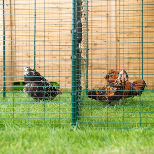Høns, der hakker i jorden i en udendørs løbegård