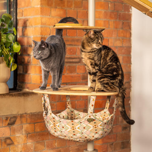 To katte står oven på et indendørs Freestyle kattetræ hængekøje