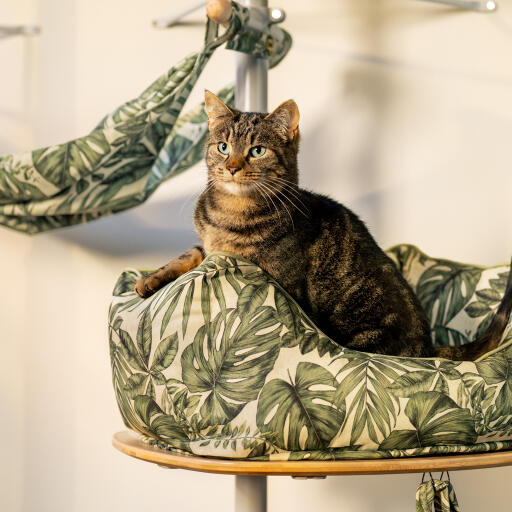 Kat i en rede på en platform i et indendørs kattetræ