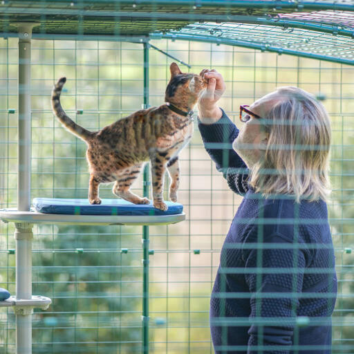 Mand og kat i et kattehegn, der nyder det personlige udendørs kattetræ