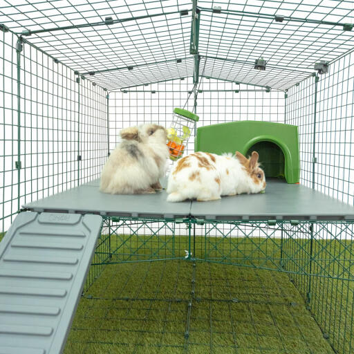 To kaniner gnasker i Godbiddernes nedløbsbakke i kaninløbet på Omlet.