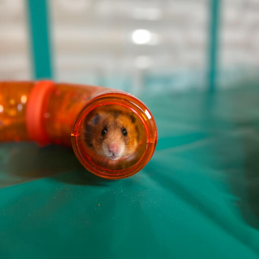 Omlet hamster-tunneler, der kan tilpasses, er det perfekte legetøj til en løbegård