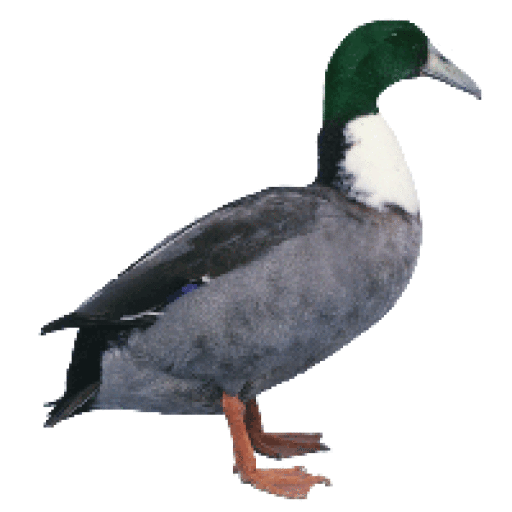 Mandlige