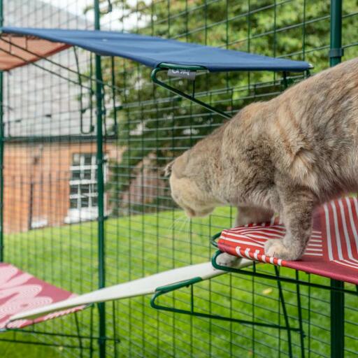 Kat klatrer fra rød udendørs kattehylde op på hvid udendørs kattehylde i Omlet catio