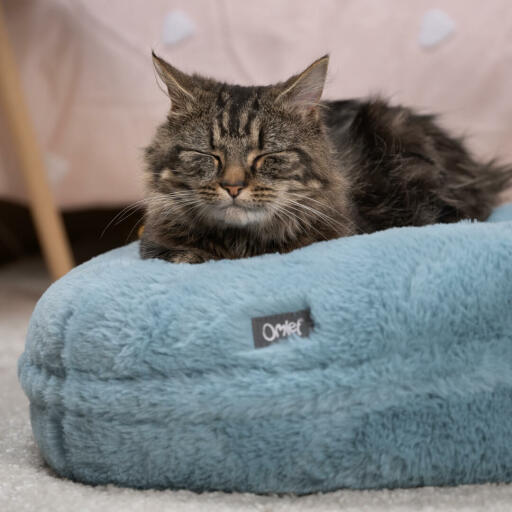 Kat sover på en blød blå katteseng