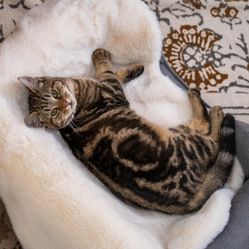 Luksus kattetæppe i imiteret lammeskind
